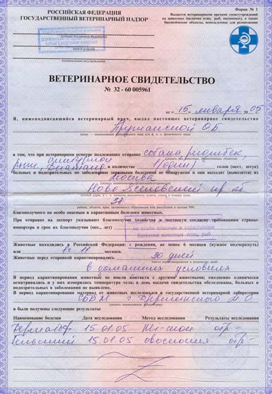 Справка для собаки по форме Ф1